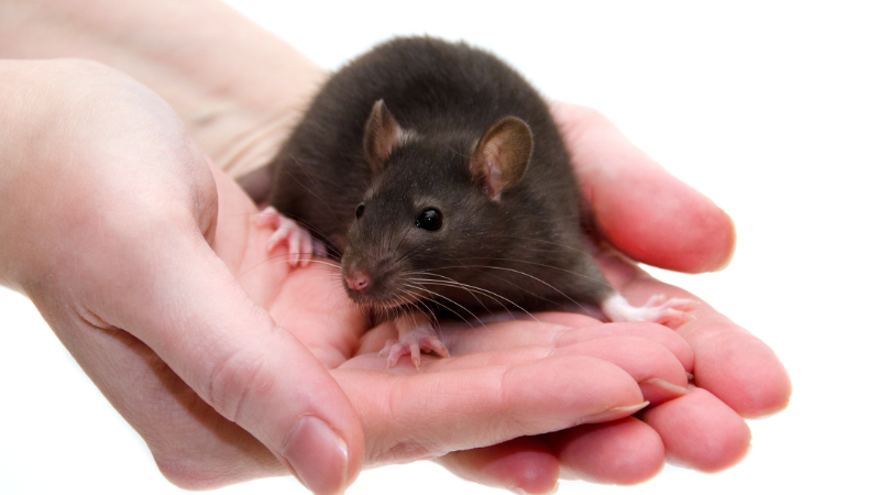 一只实验鼠被小心翼翼地抱在摇篮里 