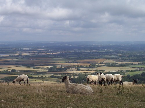 Sheep on Windover Hill