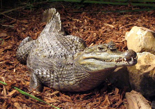Crocodile at Noccalula Falls Park