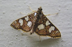 Spotted brown moth