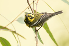 Townsend's Warblers