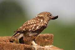 uccelli in natura