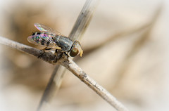 SARCOPHAGIDAE  (Diptera)