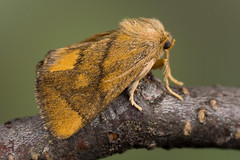 Limacodidae