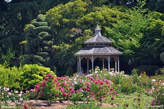 Woodland Park Rose Garden