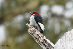 Red-headed Woodpecker CNWR 18
