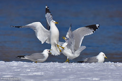 Gulls and Terns