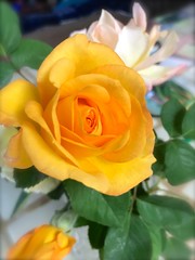 Maturation Of Yellow Roses In A Vase