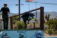High Desert Dog Sports Air Retrieve