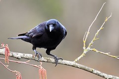 Crows, Jays (Family Corvidae)