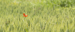 Coquelicots sauvages,