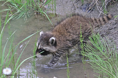 Raton laveur / Raccoon