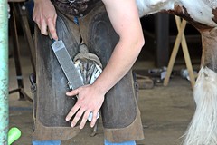 Shoeing Competion - Devon County Show - May 2017