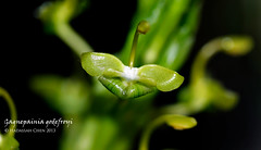 Gagnepainia godeyfroyi (Zingiberaceae)