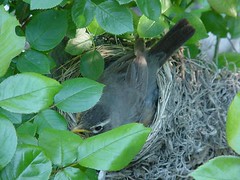 robin's nest May 27, 2005 - 6:30 a.m.