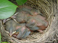 Baby robins - day 6