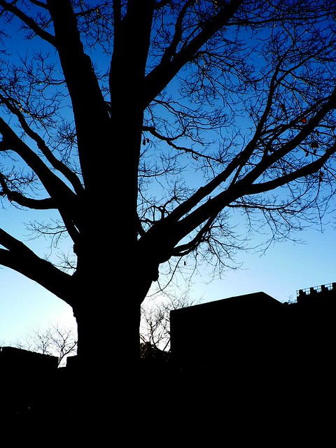 backlit tree