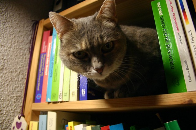 Shelf the cat IV
