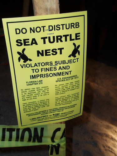 Sea Turtle Nest