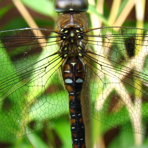 Dragonfly macro | Fl