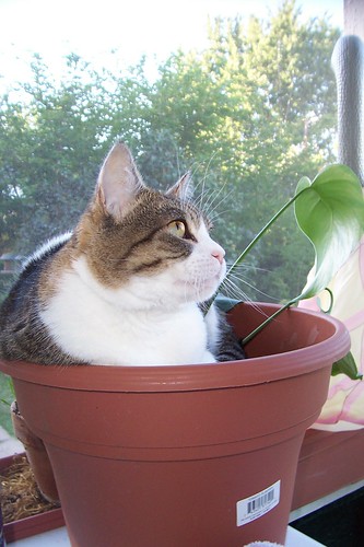 Growing Kiwi cat