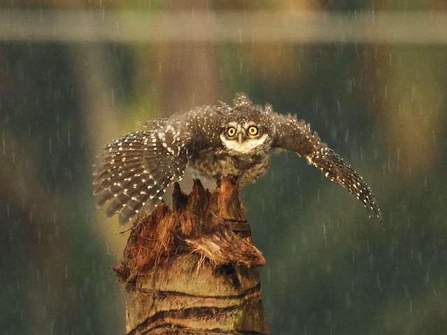 Spotted Owlet in the rain!!!