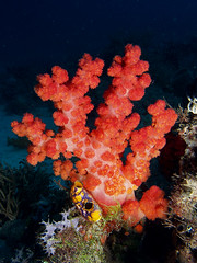Soft corals: Dendronephthya