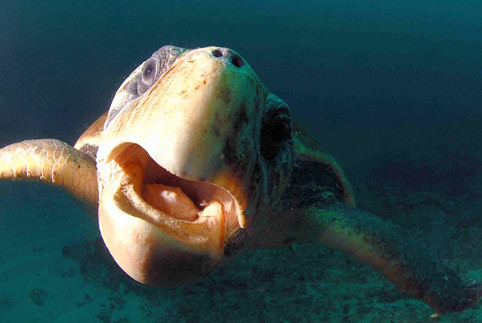 curious turtle biting at camera | Flickr - Photo Sharing!