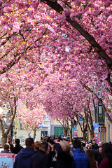 20160418 Bonn Cherry Blossom
