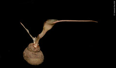 Amorphophallus obscurus (Araceae)
