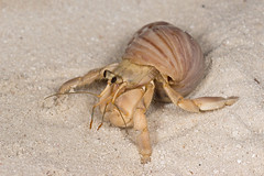 Coenobitidae