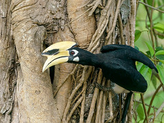 Bucerotidae - Hornbills