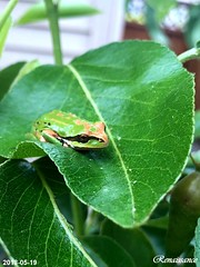 A tree frog on our pear tree