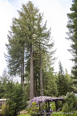 Branscomb Fir Tree Removal