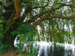 Walthamstow Wetlands/ Lee Valley, London 2