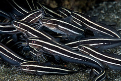 Plotosidae (Eel Catfishes)
