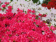 Rhododendron at RHS Garden Wisley 1
