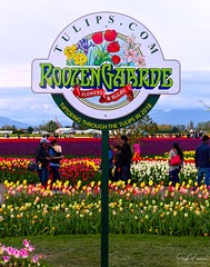Skagit Valley Daffodil & Tulip Festivals (Roozengaarde) (2018)