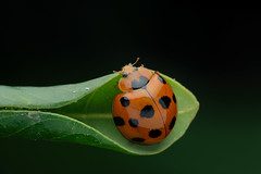 瓢蟲 Lady Bug