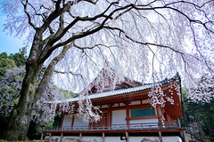 京都・春 in 2018