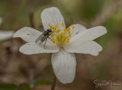  Fly and Insects