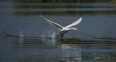 Mute Swan Taking off
