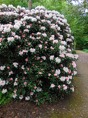 Rhododendron at RHS Garden Wisley 4