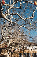 eggs tree