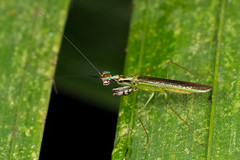 Iridopterygidae