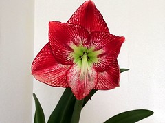 Hippeastrum is a genus in the family Amaryllidaceae