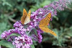 Butterflies and Moths - France