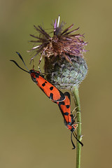 Butterflies - Zygaeninae (vřetenušky)