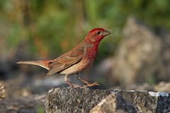 Finches, Sparrows and Buntings - Finken, Sperlinge und Ammern