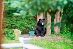 Bear in the yard!